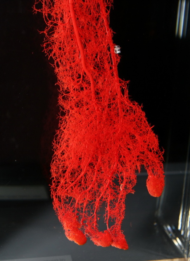 Blood Vessels of hand